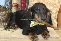 Luther, a male Miniature Dachshund for sale in West Plains, MO – 2 of 10