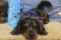 Ivan, a male Miniature Dachshund for sale in West Plains, MO – 7 of 10