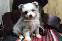 Teddy, a male Miniature Australian Shepherd and Toy Australian Shepherd for sale in West Plains, MO – 4 of 10