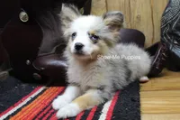 Teddy, a male Miniature Australian Shepherd and Toy Australian Shepherd for sale in West Plains, MO – 10 of 10