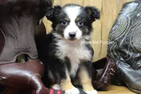 Trish, a female Miniature Australian Shepherd and Toy Australian Shepherd for sale in West Plains, MO – 2 of 10