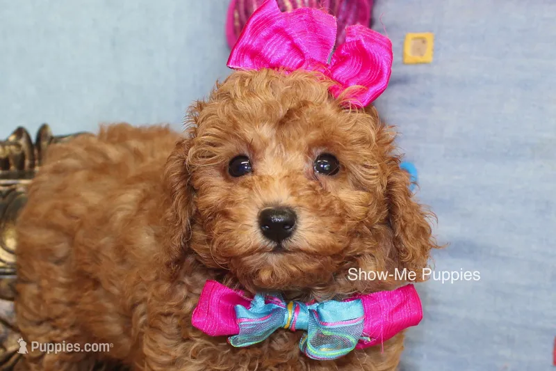 Kiley – Poodle - Toy  puppy for sale in West Plains, MO