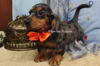 Joshua, a male Miniature Dachshund for sale in West Plains, MO – 7 of 10