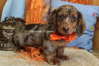 Derek, a male Miniature Dachshund for sale in West Plains, MO – 10 of 10