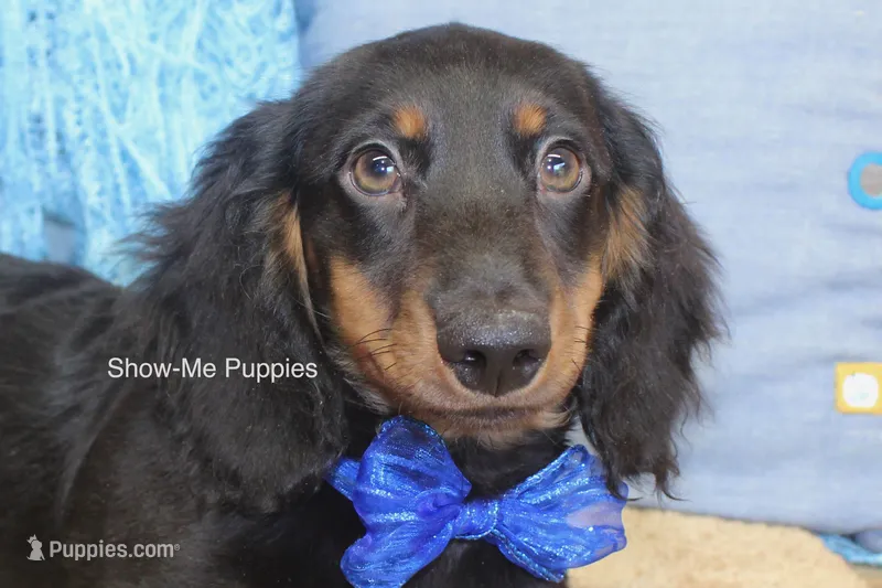 Luther – Miniature Dachshund puppy for sale in West Plains, MO