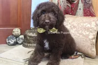 Marshal, a male Poodle - Miniature  for sale in West Plains, MO – 8 of 10