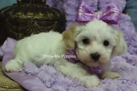 Marshie, a female Maltipoo for sale in West Plains, MO – 2 of 10