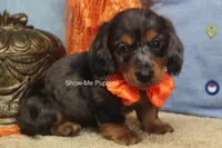 Joshua, a male Miniature Dachshund for sale in West Plains, MO – 4 of 10