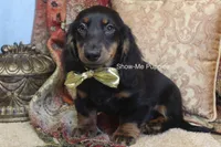 Luther, a male Miniature Dachshund for sale in West Plains, MO – 2 of 9