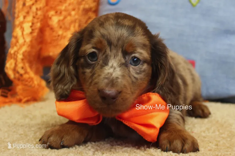 Herbie – Miniature Dachshund puppy for sale in West Plains, MO