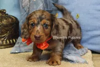 Derek, a male Miniature Dachshund for sale in West Plains, MO – 1 of 8