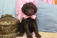 Maisie, a female Poodle - Miniature  for sale in West Plains, MO – 5 of 9