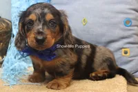 Ivan, a male Miniature Dachshund for sale in West Plains, MO – 8 of 10
