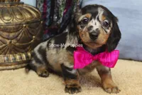 Naomi, a female Miniature Dachshund for sale in West Plains, MO – 3 of 8