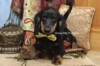 Luther, a male Miniature Dachshund for sale in West Plains, MO – 10 of 10
