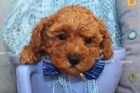 Karter, a male Poodle - Toy  for sale in West Plains, MO – 8 of 9