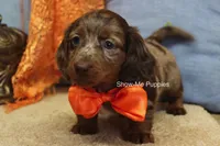 Herbie, a male Miniature Dachshund for sale in West Plains, MO – 6 of 10