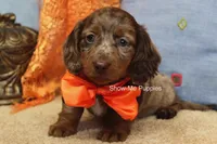 Herbie, a male Miniature Dachshund for sale in West Plains, MO – 4 of 10