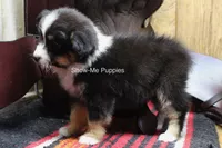 Tina, a female Miniature Australian Shepherd and Toy Australian Shepherd for sale in West Plains, MO – 4 of 10