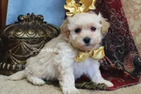 Cindy, a female Maltipoo for sale in West Plains, MO – Photo 8 of 9