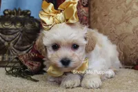 Cindy, a female Maltipoo for sale in West Plains, MO – Photo 2 of 9