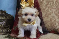 Cindy, a female Maltipoo for sale in West Plains, MO – Photo 5 of 9