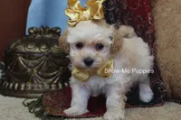 Cindy, a female Maltipoo for sale in West Plains, MO – Photo 6 of 9