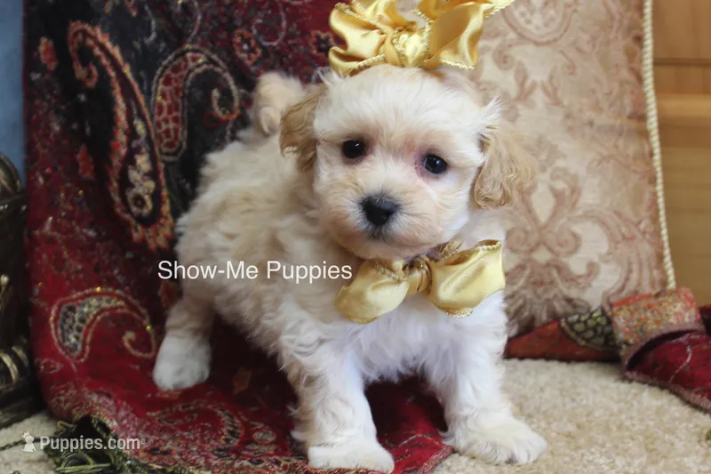 Cindy – Maltipoo puppy for sale in West Plains, MO