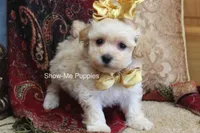 Cindy, a female Maltipoo for sale in West Plains, MO – Photo 1 of 9