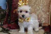 Cindy, a female Maltipoo for sale in West Plains, MO – Photo 4 of 9