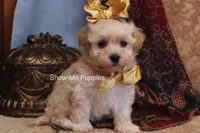 Cindy, a female Maltipoo for sale in West Plains, MO – Photo 9 of 9