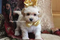 Cindy, a female Maltipoo for sale in West Plains, MO – Photo 7 of 9