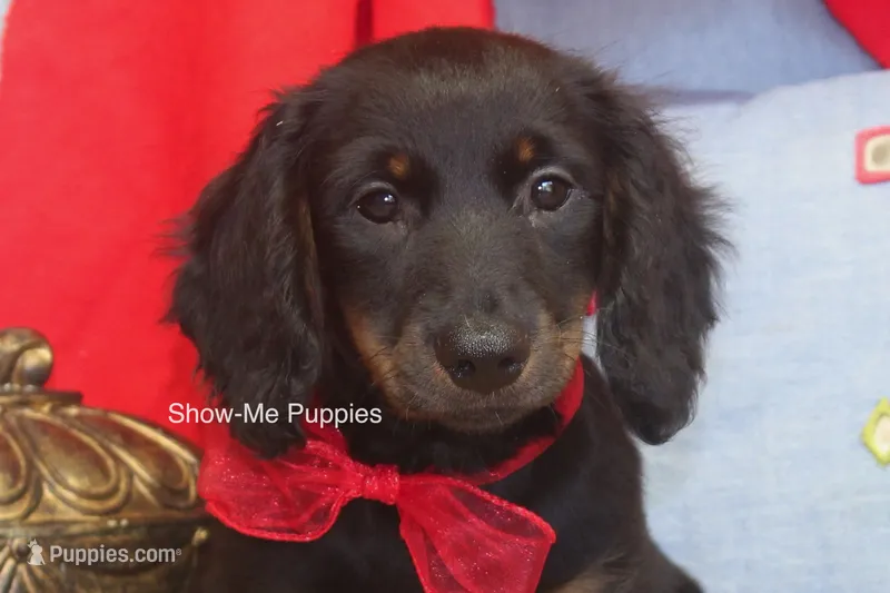 Lucas – Miniature Dachshund puppy for sale in West Plains, MO