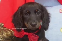 Lucas, a male Miniature Dachshund for sale in West Plains, MO – 1 of 8