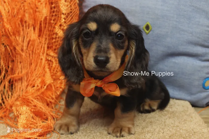 Joseph – Miniature Dachshund puppy for sale in West Plains, MO