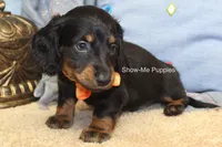 Luther, a male Miniature Dachshund for sale in West Plains, MO – 7 of 10