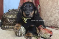 Luther, a male Miniature Dachshund for sale in West Plains, MO – 7 of 9