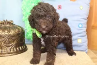 Marshal, a male Poodle - Miniature  for sale in West Plains, MO – 5 of 9