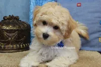 Connor, a male Maltipoo for sale in West Plains, MO – 5 of 9