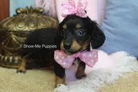 Lexi, a female Miniature Dachshund for sale in West Plains, MO – 6 of 8
