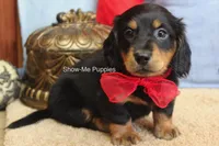 Leroy, a male Miniature Dachshund for sale in West Plains, MO – 2 of 10