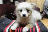 Teddy, a male Miniature Australian Shepherd and Toy Australian Shepherd for sale in West Plains, MO – 6 of 10