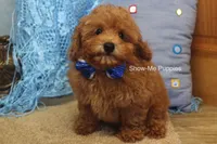 Karter, a male Poodle - Toy  for sale in West Plains, MO – 6 of 10