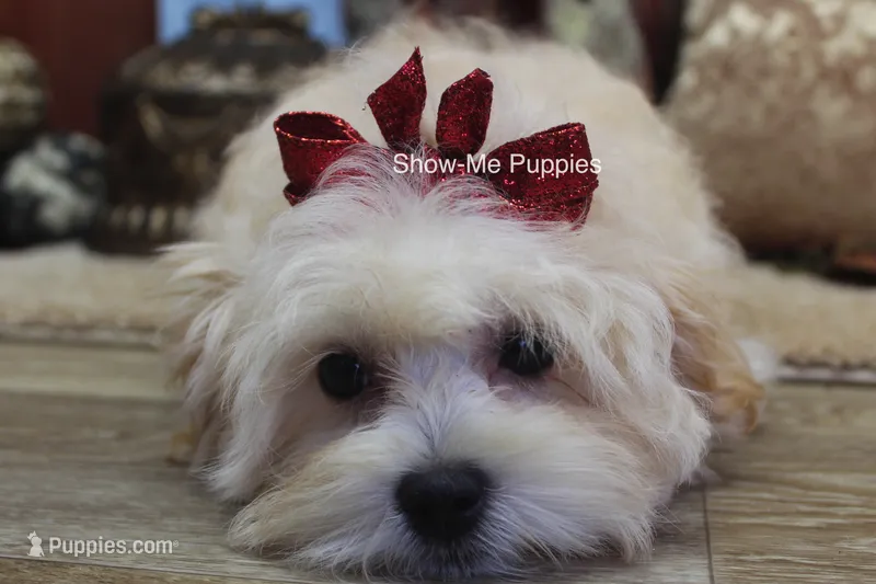 Ella Mae – Maltipoo puppy for sale in West Plains, MO
