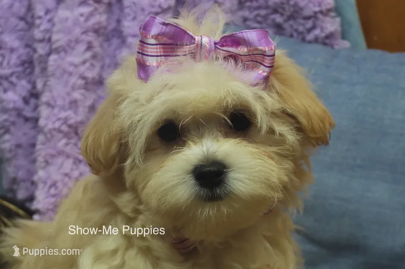 Ella Mae – Maltipoo puppy for sale in West Plains, MO