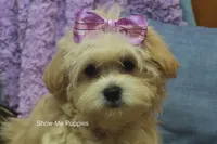 Ella Mae, a female Maltipoo for sale in West Plains, MO – 1 of 10