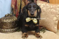 Luther, a male Miniature Dachshund for sale in West Plains, MO – 9 of 10