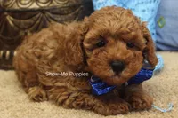 Karter, a male Poodle - Toy  for sale in West Plains, MO – 4 of 9