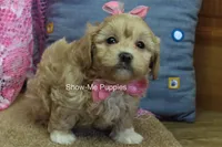 Emma Lou, a female Maltipoo for sale in West Plains, MO – 3 of 10