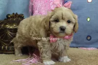 Emma Lou, a female Maltipoo for sale in West Plains, MO – 5 of 10